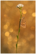 Days Of Gold