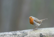 Robin