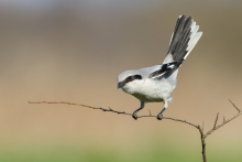 Srokosz, Northern Shrik...