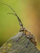 Kozioł 