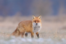 Lis, Fox (Vulpes vulpes...