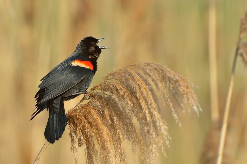mundi - Spiewak o poranku ;). Epoletnik Krasnoskrzydly (Red-winged Blackbird) https://www.youtube.com/watch?v=q3QicOAiBXk  Zapraszam na PE.. Zdjęcie 149130
