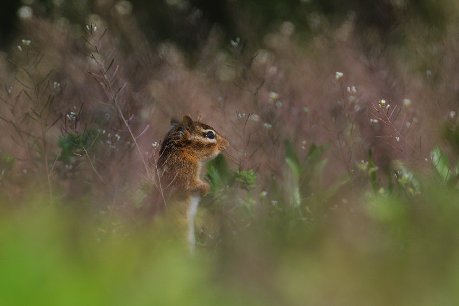 mundi - Malowniczy świat Chipmunka. . Zdjęcie 26713