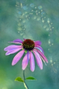 Cosmo-flower