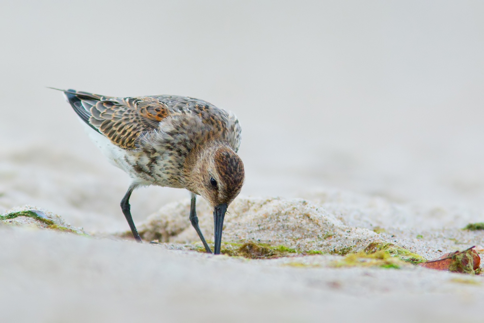 fotorom - Biegus zmienny (Calidris alpina). PE. Zdjęcie 249761