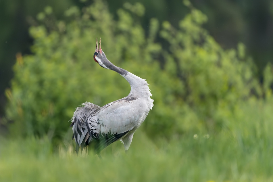 fotodam - Okrzyk. Żuraw (Grus grus). Zdjęcie 332327