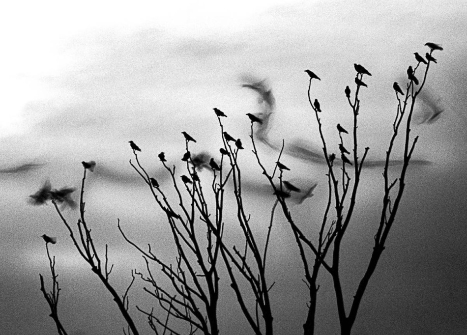 romank - Brak tytułu. -. Zdjęcie 337567