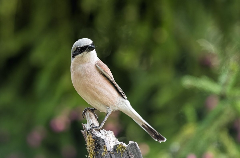 slaw300 - Gąsiorek . . Zdjęcie 336430