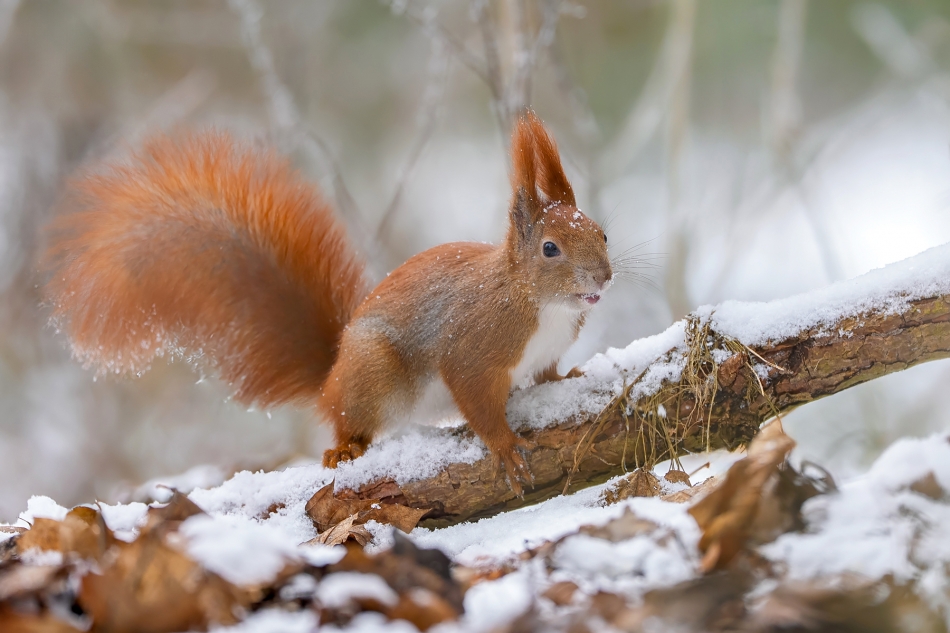 fotodam - Uśmiechnięta. Wiewiórka (Sciurus vulgaris). Zdjęcie 330763