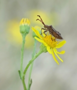 Wtyk straszyk (Coreus m...