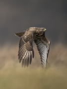 Buteo buteo