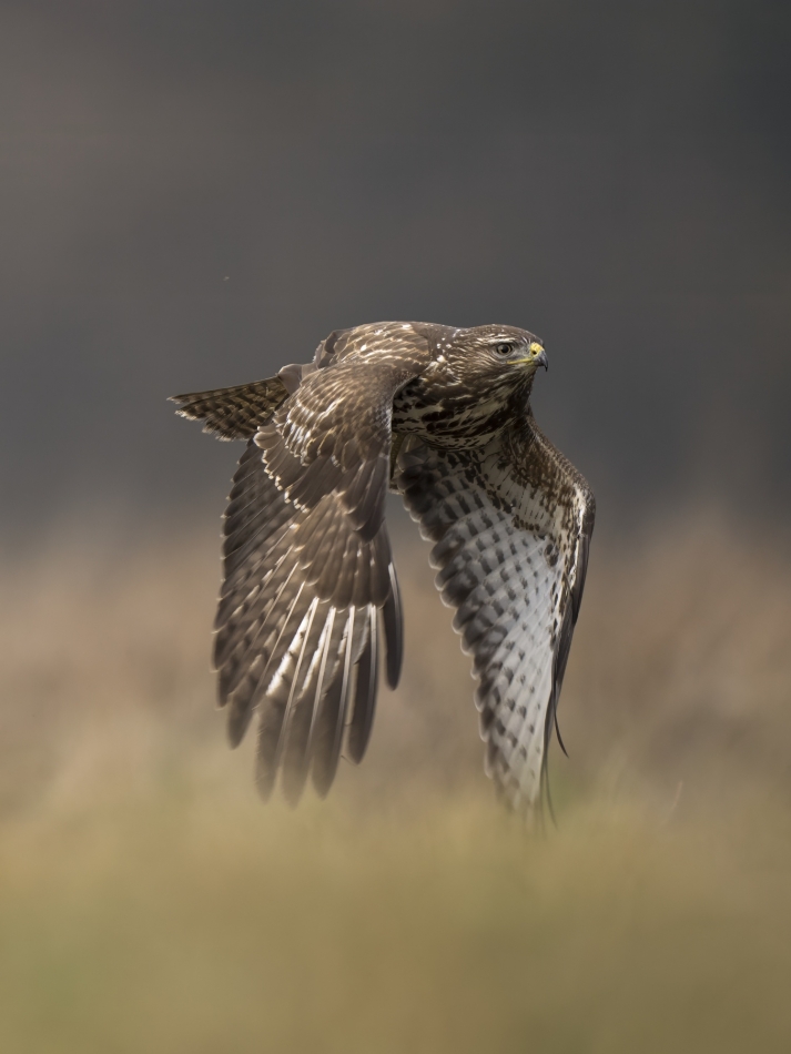 a95q8cwchb - Buteo buteo. . Zdjęcie 321890