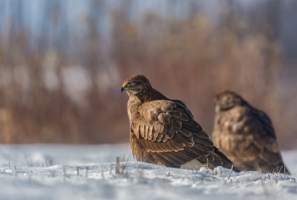 marcinmm - Myszołów zwyczajny ( Buteo buteo ). . Zdjęcie 313803