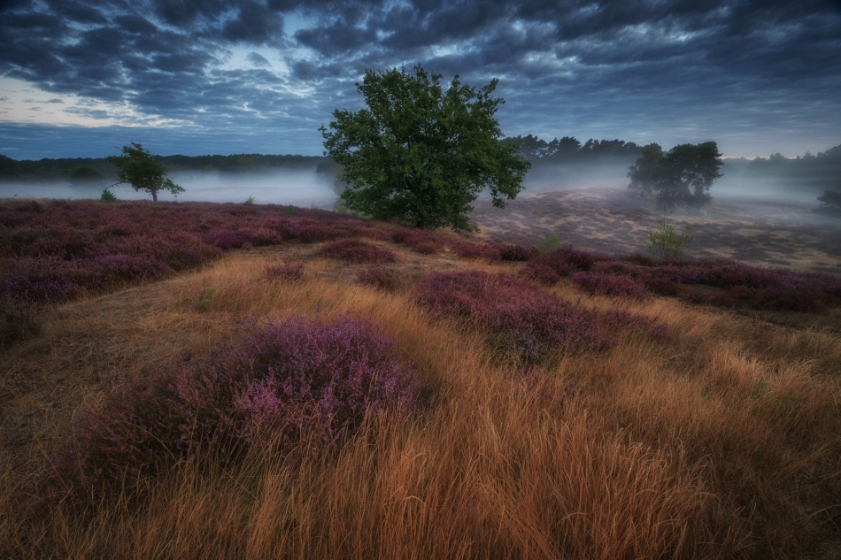 WHISPERS OF HEATHER. . Zdjęcie 335275