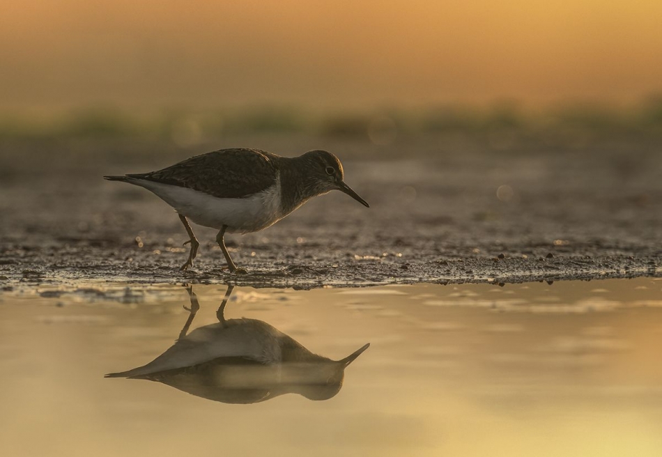 slaw300 - Brodziec piskliwy. . Zdjęcie 334418