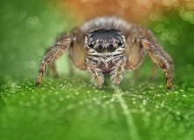 Evarcha arcuata