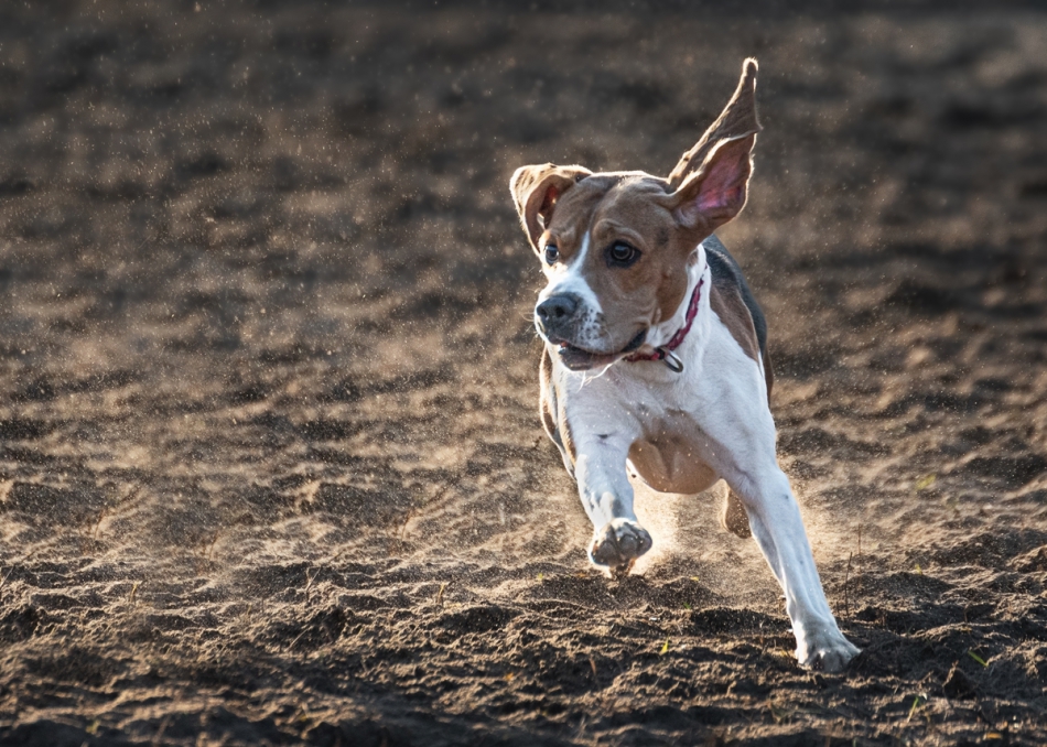 Beagle. . Zdjęcie 310391
