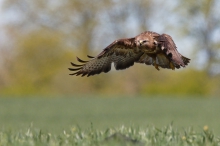 Buteo butoe
