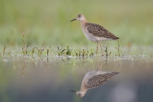 Batalion, Ruff (Philoma...
