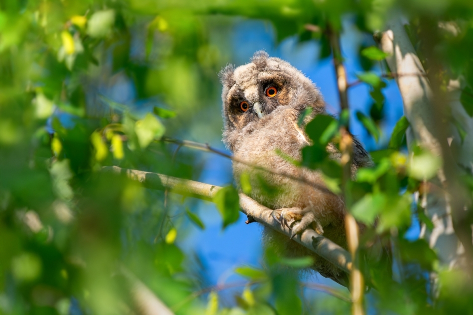 raftik - Młoda Uszatka, Long-eared Owl (Asio otus) .... . Zdjęcie 329857