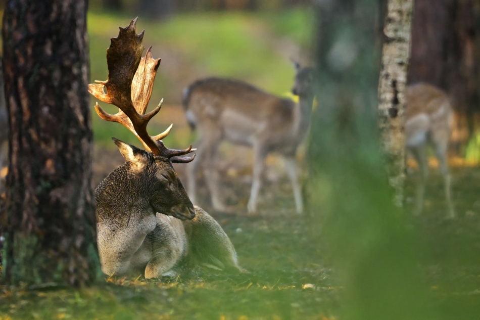 pablo77 - Śpioch. PE. Zdjęcie 336456