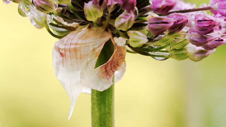 remir - Allium giganteum. światło dzienne. Zdjęcie 333019