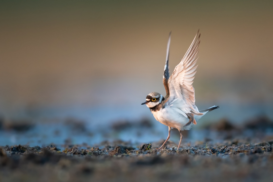 raftik - Sieweczka rzeczna,  Little Ringed Plover (Charadrius dubius) ... . . Zdjęcie 319655