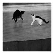 Walki uliczne