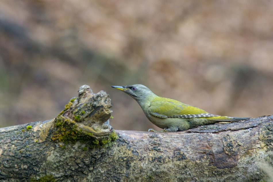 amigamedia - Ona. Dzięcioł zielonosiwy (Picus canus) Przyroda naszego regionu - Czyżowice. Sony ILCE-1+LAEA5+Minolta 300 2.8 AF Przysłona: f/2,8; Czas ekspozycji: 1/200 s; ISO: 4000; Ogniskowa: 300 mm. Zdjęcie 331013