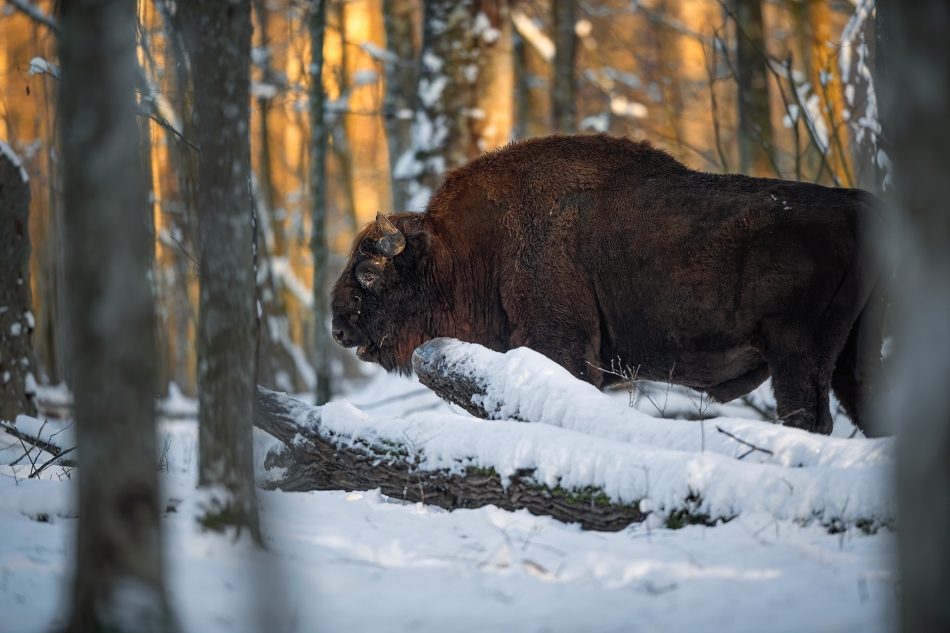 darek_d - jeden z trzech króli. Puszcza Białowieska 6.01.2024. Zdjęcie 321110