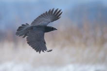 Kruk, Common Raven (Cor...