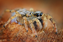 Salticus scenicus.