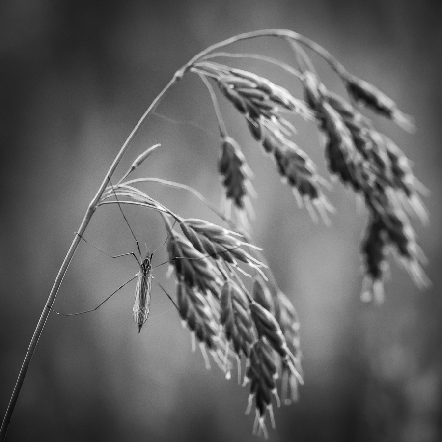 pekulka - . . Zdjęcie 310934