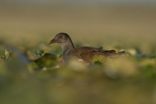 Gallinula chloropus