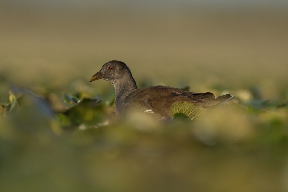a95q8cwchb - Gallinula chloropus. . Zdjęcie 322178