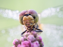 Sympetrum sp.