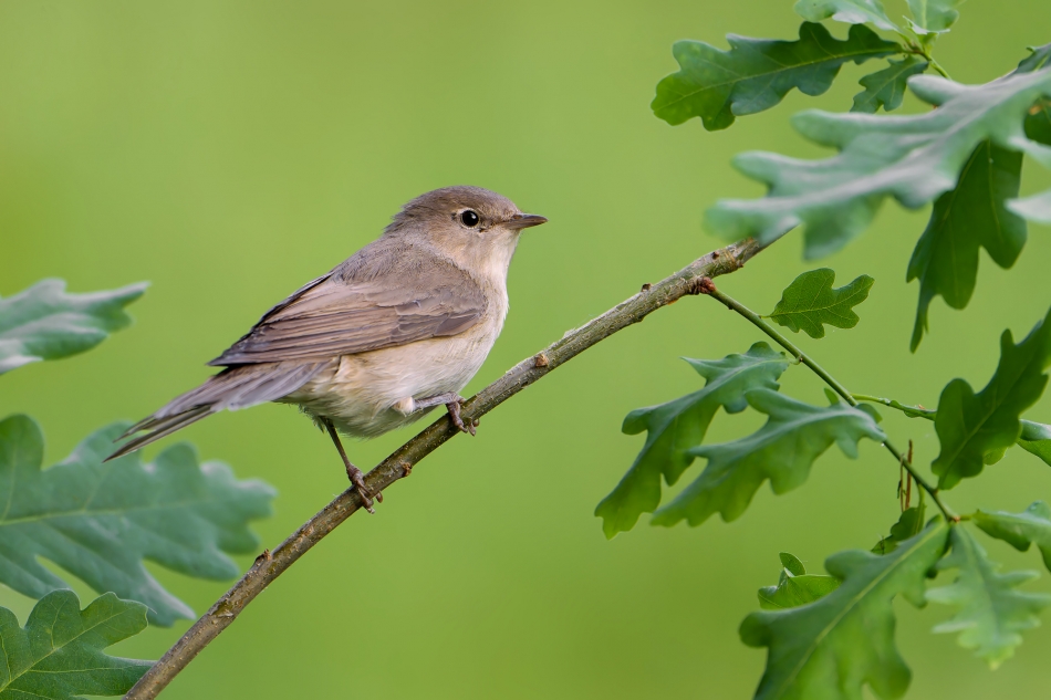 fotodam - Skryta. Gajówka (Sylvia borin) Garden Warbler . Zdjęcie 324547