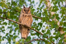 Uszatka, Long-eared Owl...