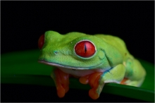 Agalychnis callidryas