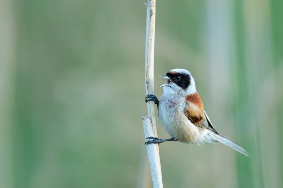 raftik - Remiz, Eurasian Penduline-Tit (Remiz pendulinus) .... . Zdjęcie 310821