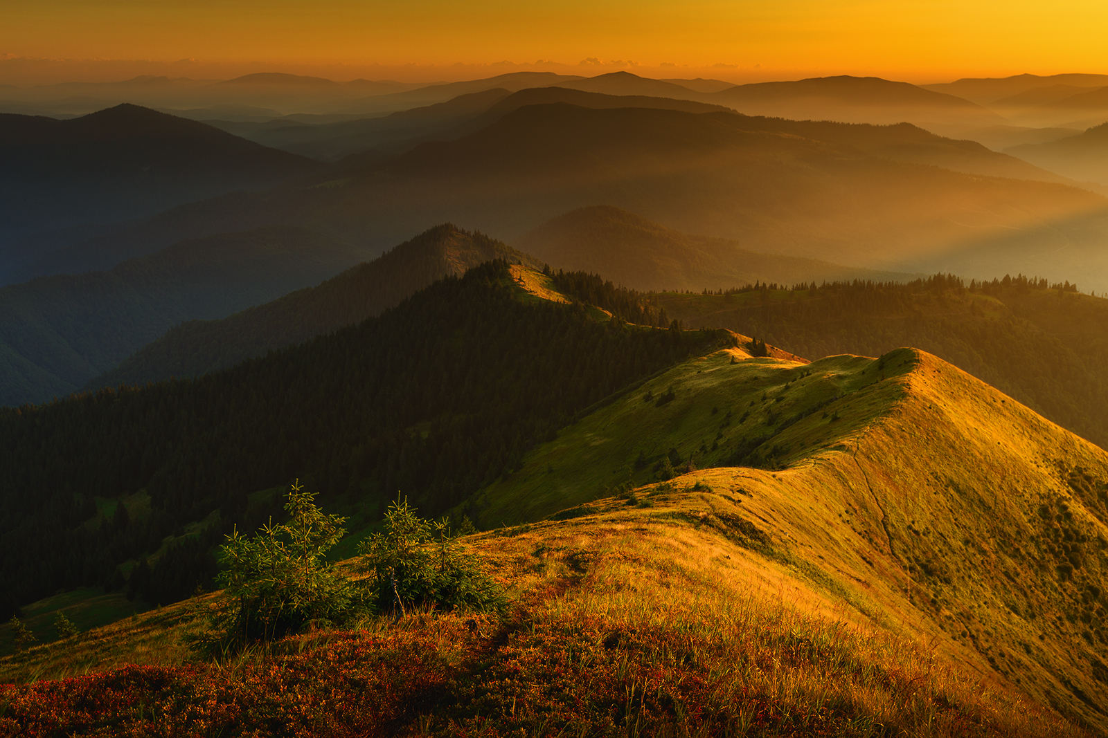 Gorgańskie świtanie