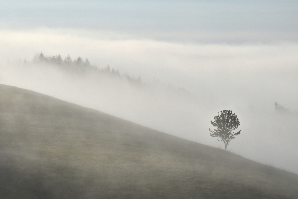 scots - tylko cisza. Beskid Niski. Zdjęcie 320786