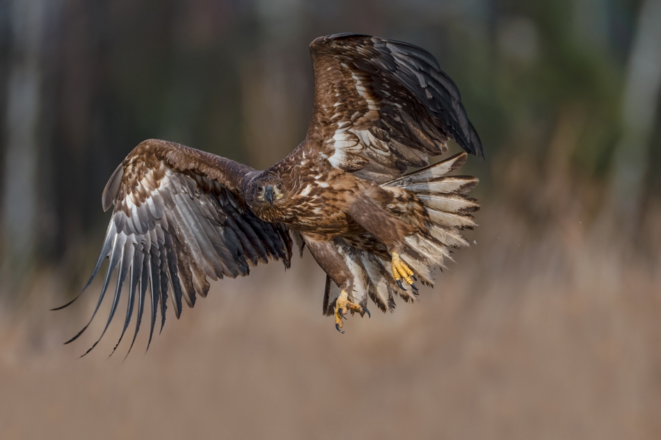fotodam - Król. Bielik (Haliaaetus albicilla). Zdjęcie 329246