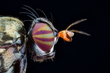 Extreme Macro