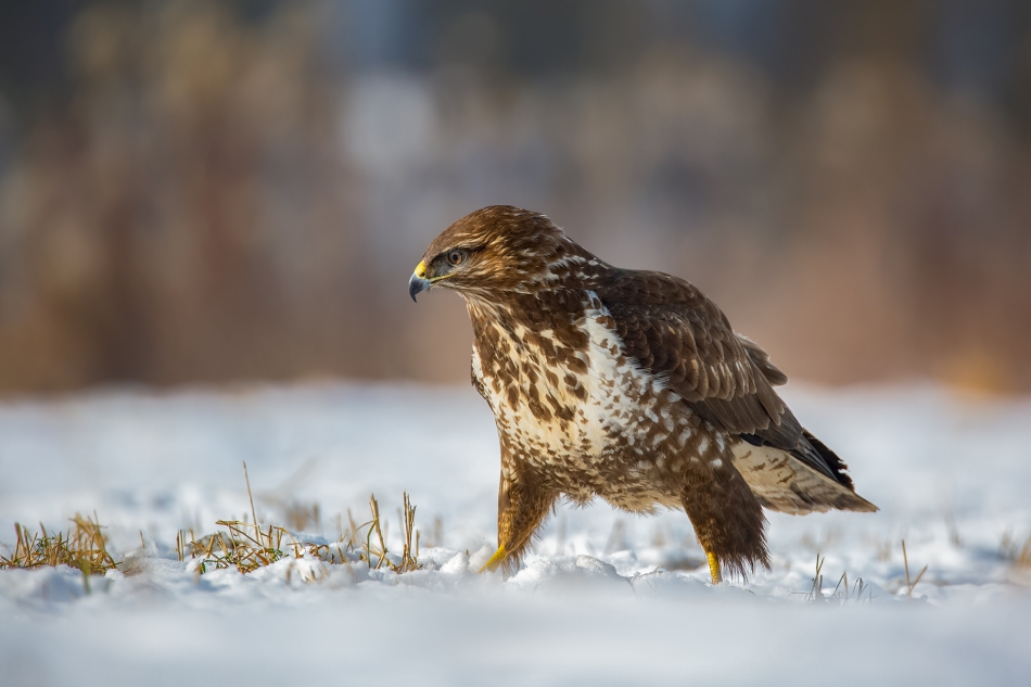 marcinmm - Myszołów zwyczajny ( Buteo buteo ). . Zdjęcie 314001