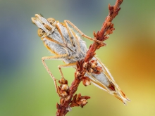 Dostojka latonia.