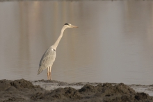 Siwa..czapla