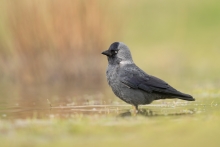 Corvus monedula