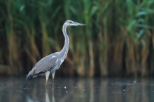 Czapla Siwa, Grey Heron...