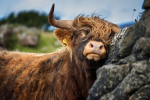 Highland Bull